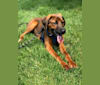 Baxter, a Treeing Walker Coonhound and Chow Chow mix tested with EmbarkVet.com