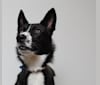 Ursa, a German Shepherd Dog and Alaskan Malamute mix tested with EmbarkVet.com