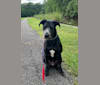Wrigley, an American Pit Bull Terrier and Poodle (Standard) mix tested with EmbarkVet.com