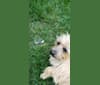 Photo of Macy Grace, a Cairn Terrier  in Kansas, USA