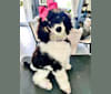 GiGi, a Poodle (Standard) tested with EmbarkVet.com