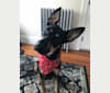 Django, a German Shepherd Dog and American Pit Bull Terrier mix tested with EmbarkVet.com