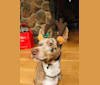 Wylie, a Chihuahua and Beagle mix tested with EmbarkVet.com