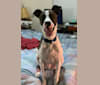 Digby Naruhito, Crown Prince of Galt, an American Pit Bull Terrier and Collie mix tested with EmbarkVet.com