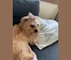 Bean, a Yorkshire Terrier and Bichon Frise mix tested with EmbarkVet.com