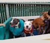 Luna, an American Pit Bull Terrier and American Staffordshire Terrier mix tested with EmbarkVet.com