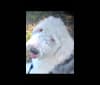 Bubba, an Old English Sheepdog tested with EmbarkVet.com
