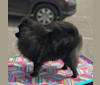Photo of Sugar, a Pomeranian  in Baltimore, MD, USA