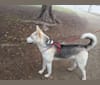 Sunny, a Siberian Husky and German Shepherd Dog mix tested with EmbarkVet.com