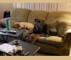 Photo of Moses, an American Pit Bull Terrier, American Staffordshire Terrier, and Chow Chow mix in Monroe Township, New Jersey, USA