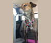 Esperanza, a Staffordshire Terrier and German Shepherd Dog mix tested with EmbarkVet.com