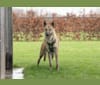 Hearts of Fire's Cirilla, a Siberian Husky and Dutch Shepherd mix tested with EmbarkVet.com