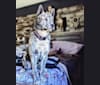 Photo of Huginn, a Siberian Husky, American Pit Bull Terrier, and Chow Chow mix in Ridgecrest, California, USA