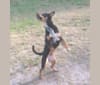 Mae AKA Drama Llama, an Australian Cattle Dog and American Pit Bull Terrier mix tested with EmbarkVet.com