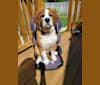 Pearl, a Saint Bernard and Bernese Mountain Dog mix tested with EmbarkVet.com