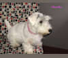 Bonnibel, a Sealyham Terrier tested with EmbarkVet.com