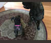 Billie, a Bullmastiff tested with EmbarkVet.com