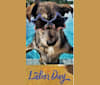 Photo of Dexter, a Miniature Schnauzer, Australian Cattle Dog, and Mixed mix in Louisiana, USA