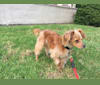 Peanut Butter, a Chihuahua and Poodle (Small) mix tested with EmbarkVet.com