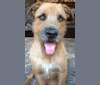 Rhett, a German Shepherd Dog and American Pit Bull Terrier mix tested with EmbarkVet.com