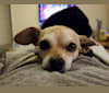 Kona, a Chihuahua and Pekingese mix tested with EmbarkVet.com