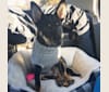 Photo of Leila, a Shiba Inu, Labrador Retriever, and Australian Cattle Dog mix in Washington, District of Columbia, USA
