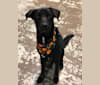 Grim Reaper Vladislav, a German Shepherd Dog and Labrador Retriever mix tested with EmbarkVet.com