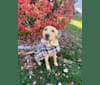 Ziggy, a Labrador Retriever tested with EmbarkVet.com