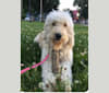 Ellie, a Goldendoodle tested with EmbarkVet.com