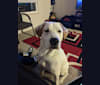 Otis, a Great Pyrenees and Australian Cattle Dog mix tested with EmbarkVet.com