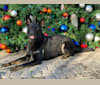 Jiro, a German Shepherd Dog tested with EmbarkVet.com
