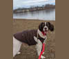 Rocko, a Brittany and English Springer Spaniel mix tested with EmbarkVet.com