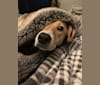 Dixie, a Rottweiler and Redbone Coonhound mix tested with EmbarkVet.com