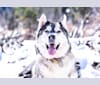 Gabe The Babe, a Siberian Husky and German Shepherd Dog mix tested with EmbarkVet.com