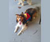 Bruno, a Shetland Sheepdog tested with EmbarkVet.com