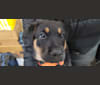Spoon, a German Shepherd Dog and Doberman Pinscher mix tested with EmbarkVet.com