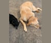 Kimber, a Labrador Retriever and American Pit Bull Terrier mix tested with EmbarkVet.com