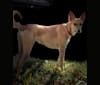 Photo of Banbury Cross Mochi, a Carolina Dog  in Aiken, SC, USA