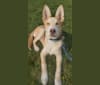 Aalo, a German Shepherd Dog and Siberian Husky mix tested with EmbarkVet.com