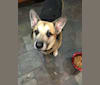 Photo of Simon, a German Shepherd Dog, Rottweiler, Australian Cattle Dog, Chow Chow, and Mixed mix in Arizona, USA