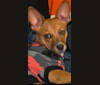 Scarlet, an Australian Cattle Dog and Chihuahua mix tested with EmbarkVet.com