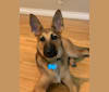 Finn, a German Shepherd Dog and Australian Cattle Dog mix tested with EmbarkVet.com