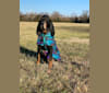 Walter, a Black and Tan Coonhound tested with EmbarkVet.com