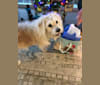 Bogey, a Chihuahua and Cocker Spaniel mix tested with EmbarkVet.com