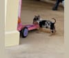 Minnie, a Chihuahua and Labrador Retriever mix tested with EmbarkVet.com