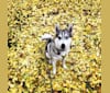 Mika, a Siberian Husky and German Shepherd Dog mix tested with EmbarkVet.com