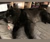 Pandora, a German Shepherd Dog and Siberian Husky mix tested with EmbarkVet.com