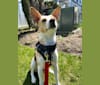 Bailey, a Rat Terrier and American Foxhound mix tested with EmbarkVet.com