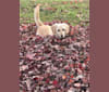Ragdoll, a Labrador Retriever and Beagle mix tested with EmbarkVet.com