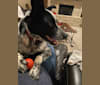 Boudreaux, an Australian Cattle Dog and Australian Shepherd mix tested with EmbarkVet.com
